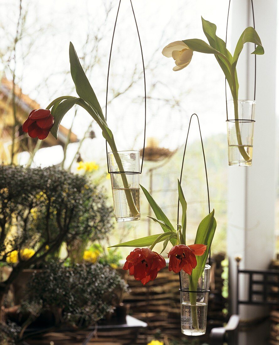 Hanging glass vases of tulips