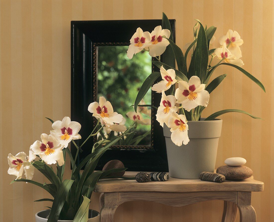 Blühende Orchideen der Gattung Miltoniopsis
