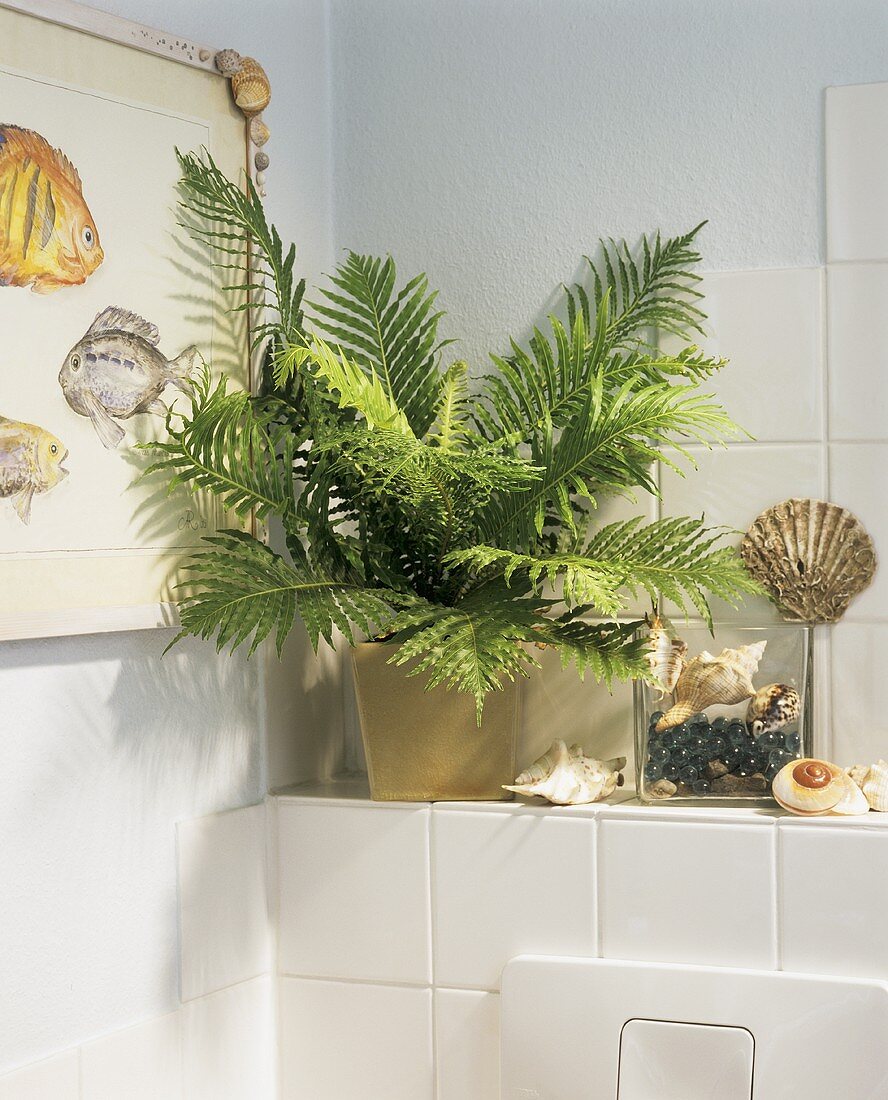 Bath with maritime look with flotsam, picture and fern