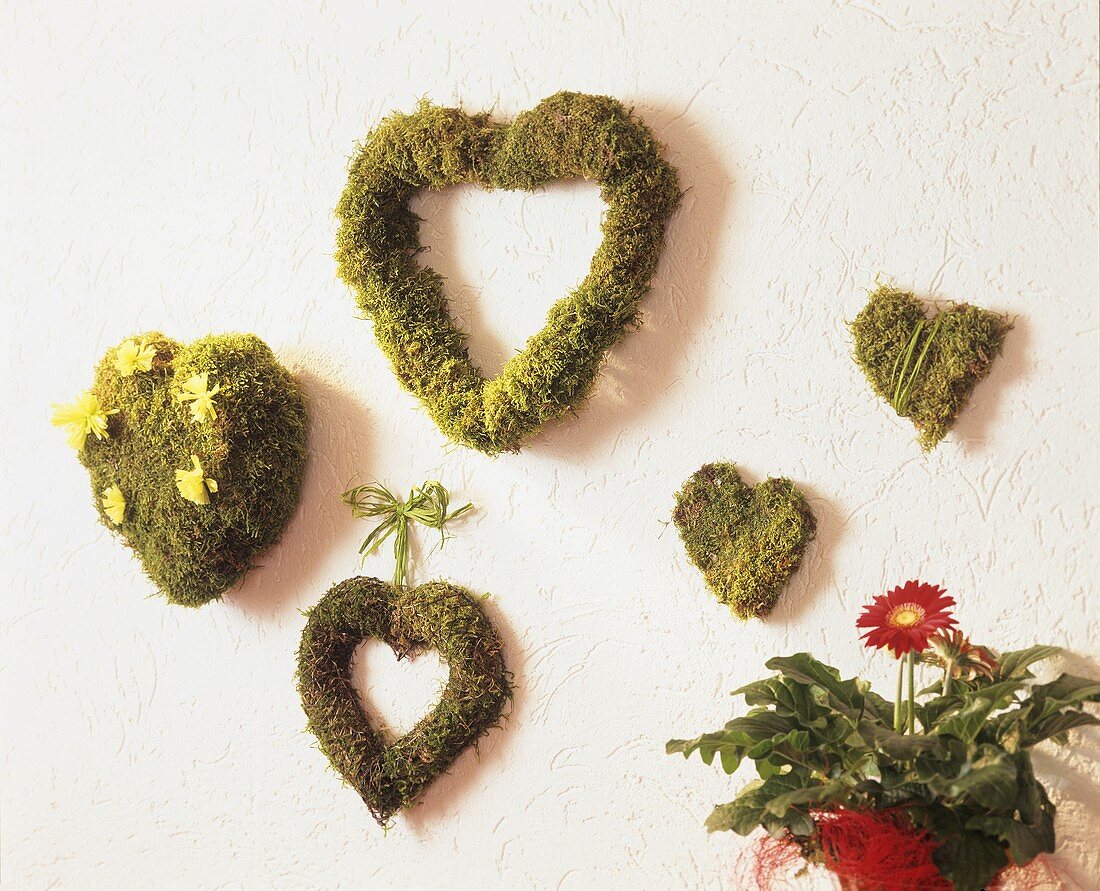 Moss hearts and potted Gerbera