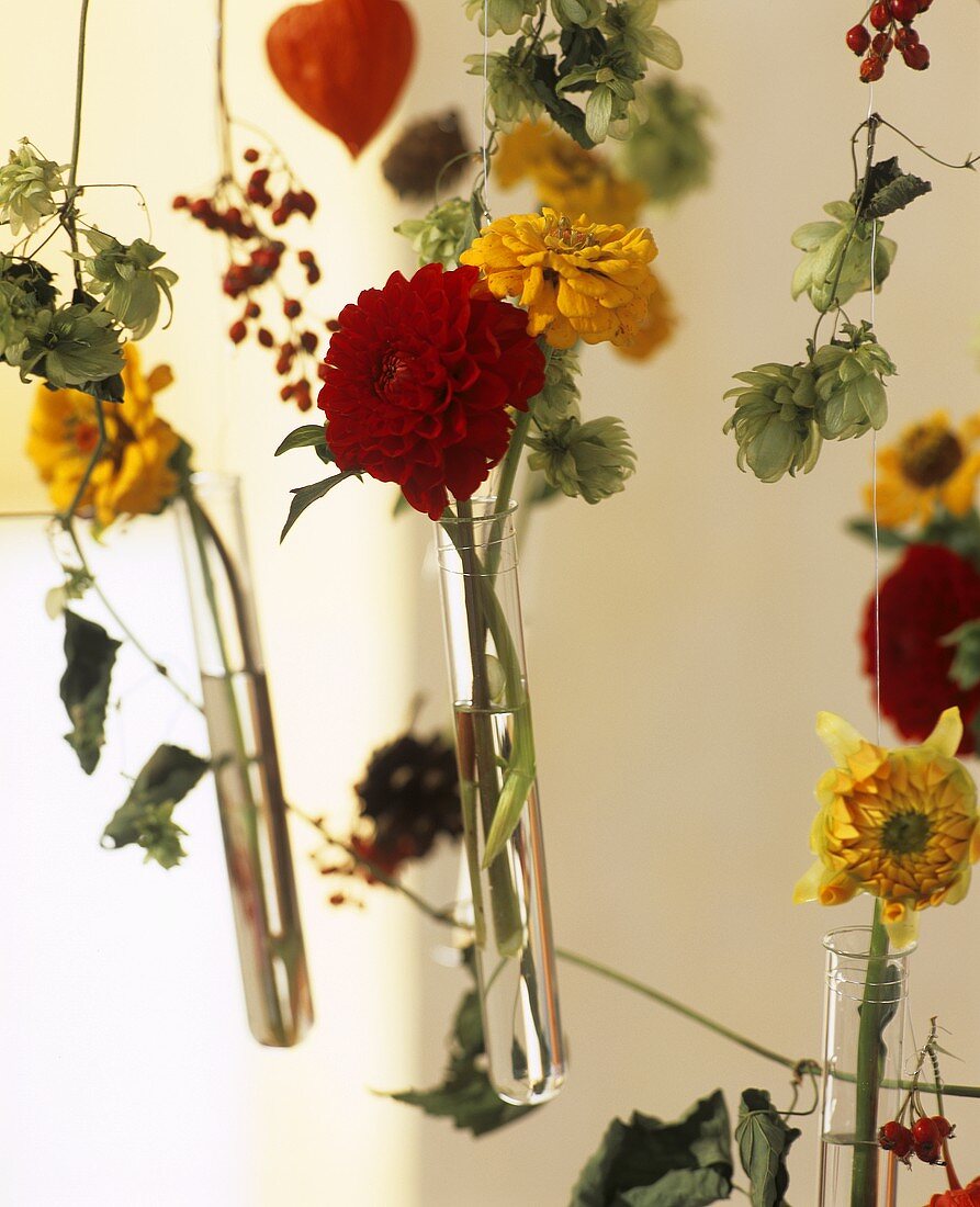 Mobile in close-up, dahlias and zinnias in glass tubes