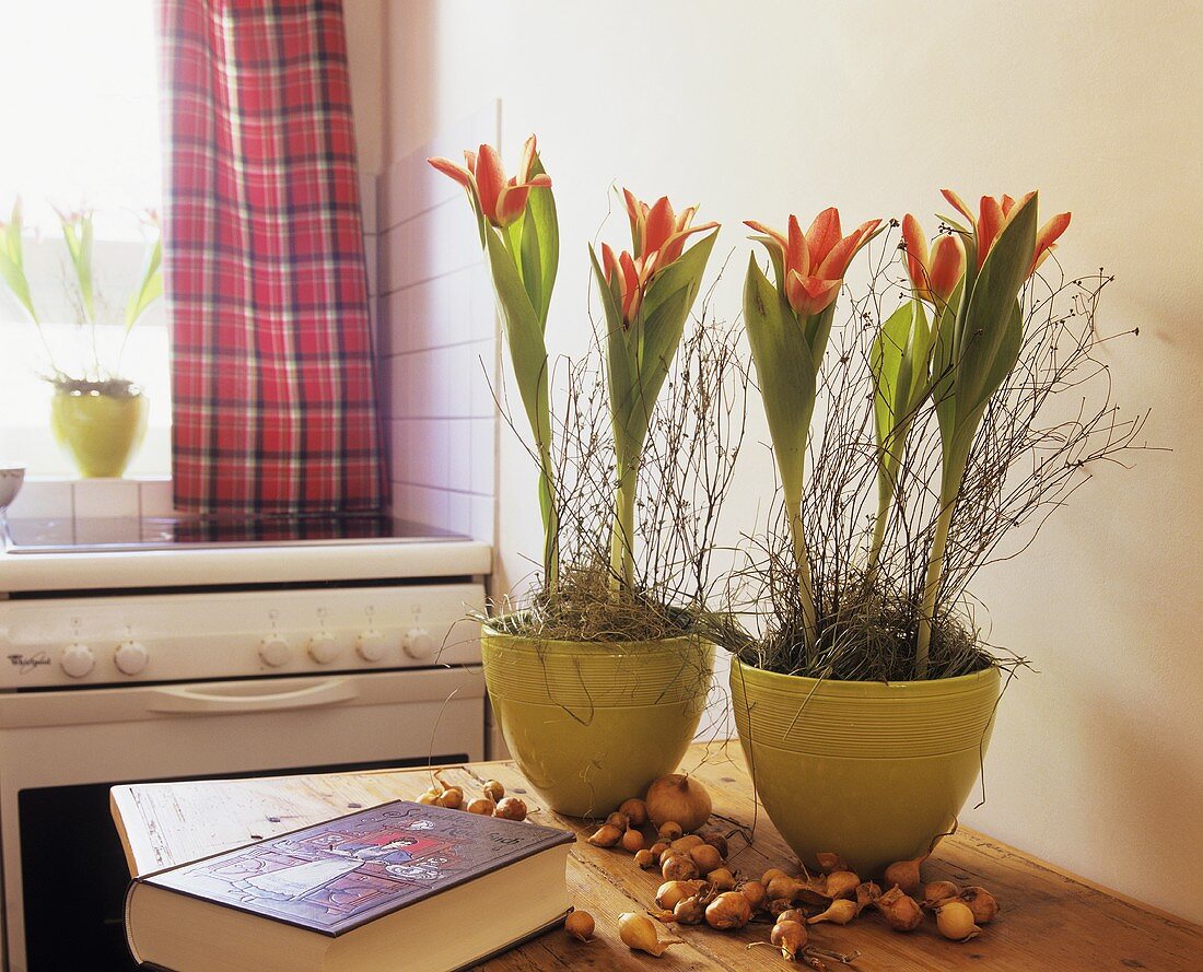 Spring decoration in kitchen, flowering tulips in pots