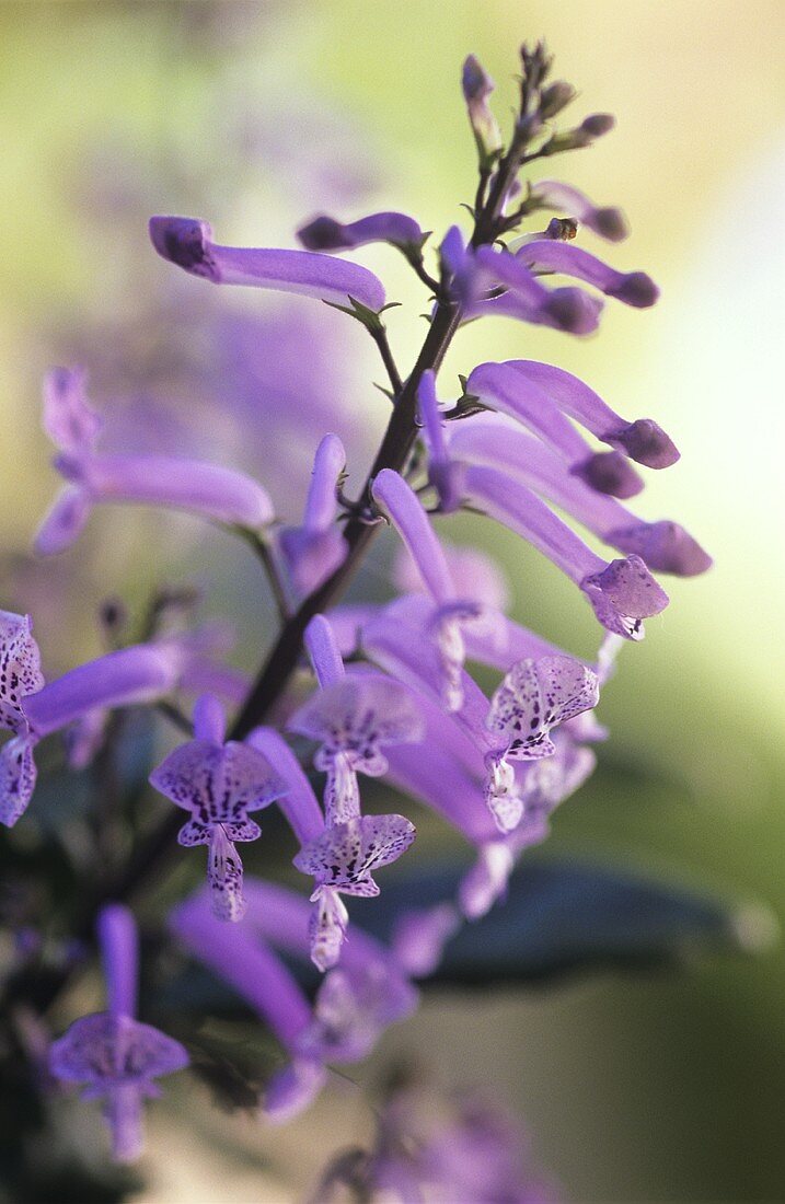 Blüten einer Lachenalia