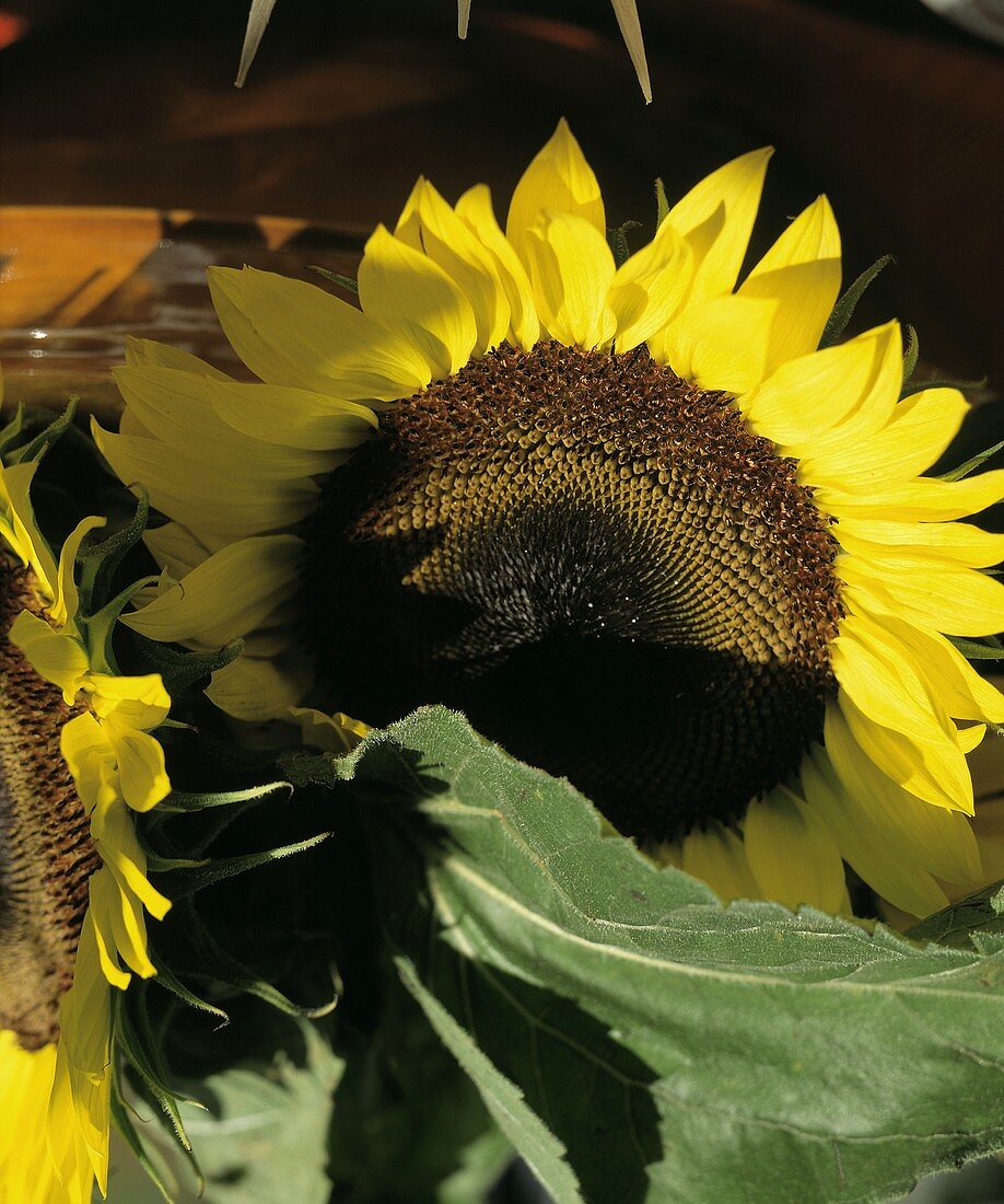 Zwei Sonnenblumen