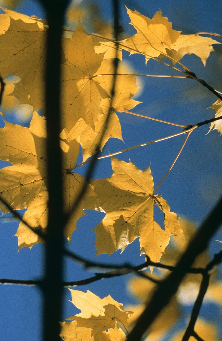 Herbstliche Blätter vor blauem Himmel