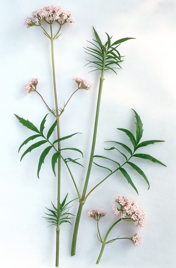 Sprig of valerian with leaves and flowers