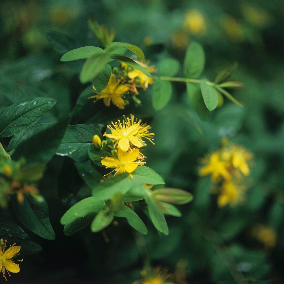 Johanniskraut mit gelben Blüten (bildfüllend)