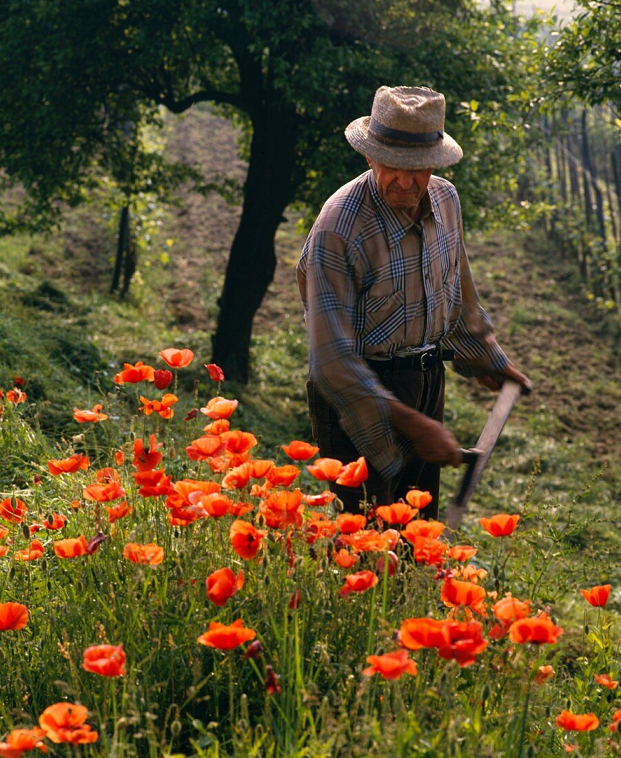 Mann mäht Mohnblumen in Piemont