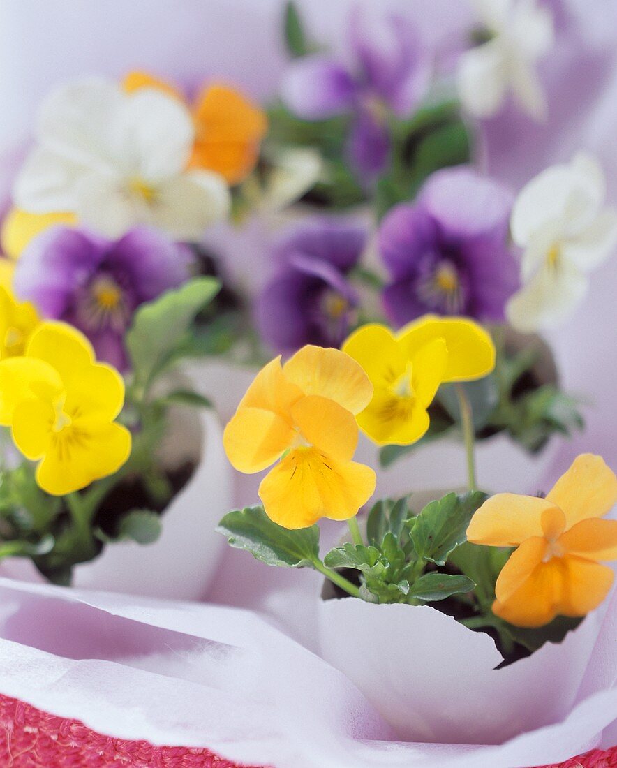 Halved egg shells with pansies as Easter decoration