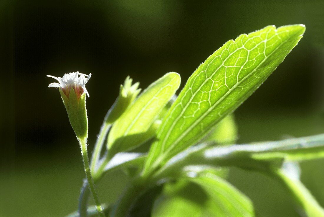 Stevia mit Blüte (Süsspflanze; Zuckerersatz)