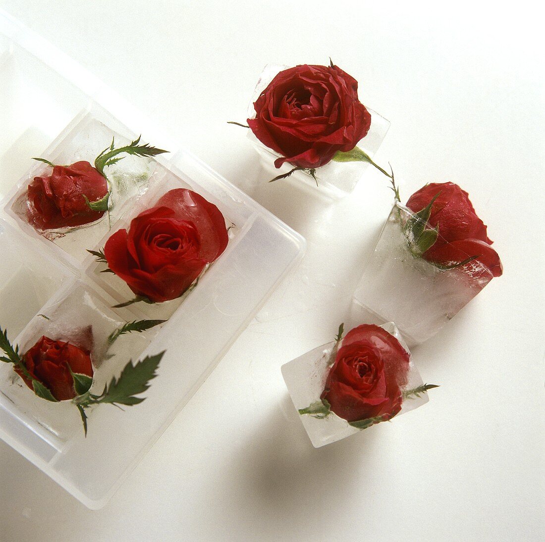 Ice cubes with red roses