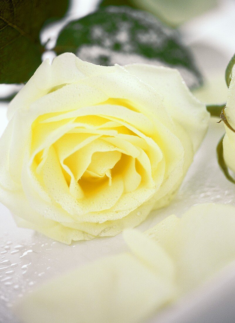 weiße Rose mit Tautropfen