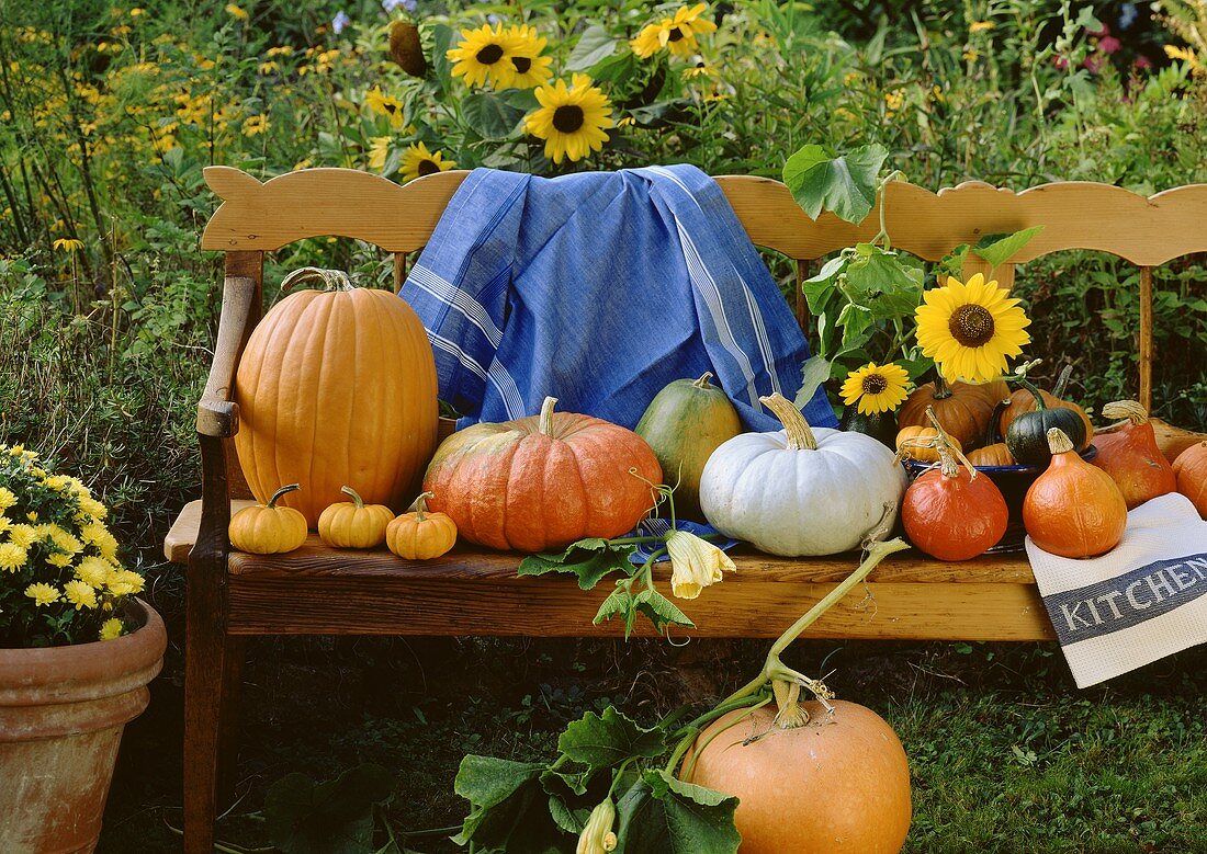 Pumpkin still life on wooden bench in country garden