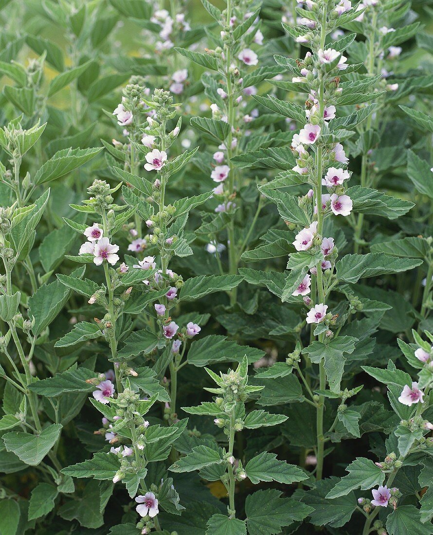 Marsh mallow (Althaea officinalis); flowering plant