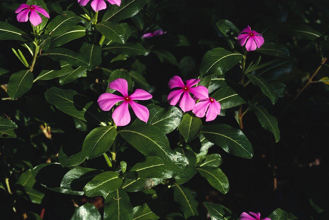 Madagascar periwinkle plants with pink flowers