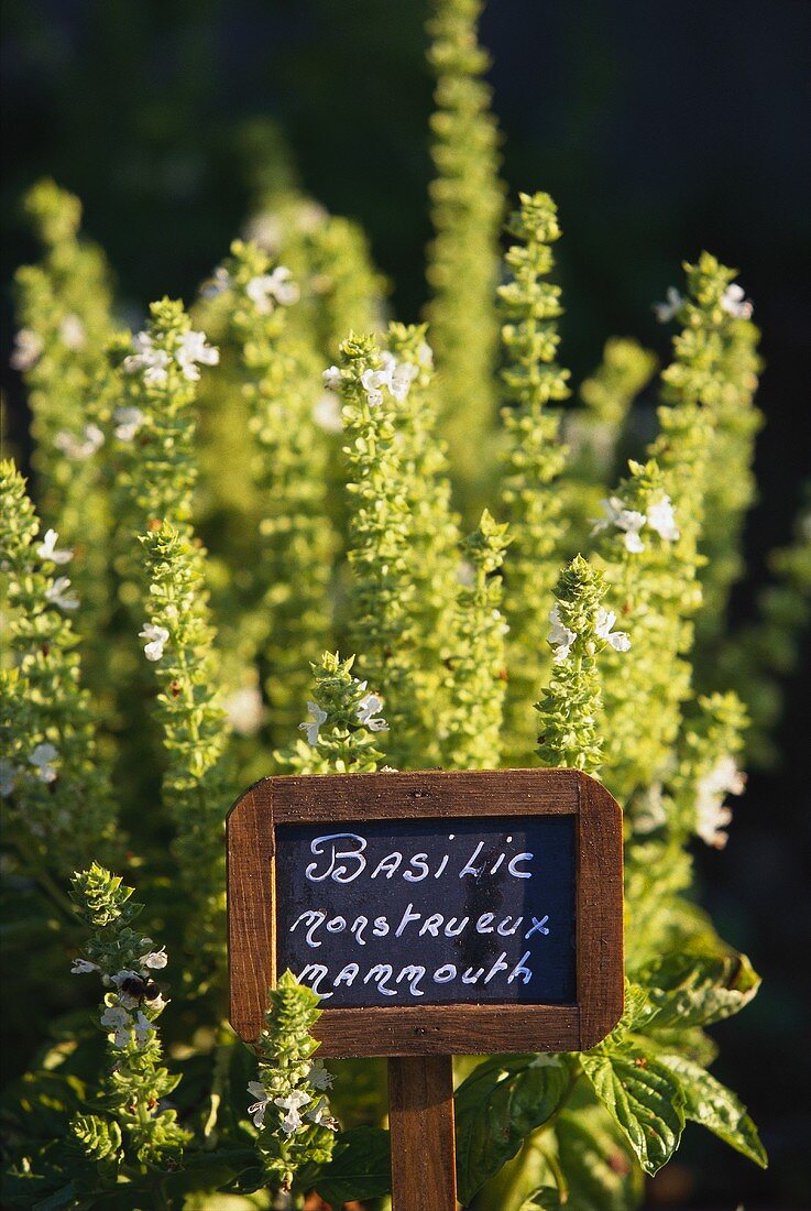 Basil in herb garden with label