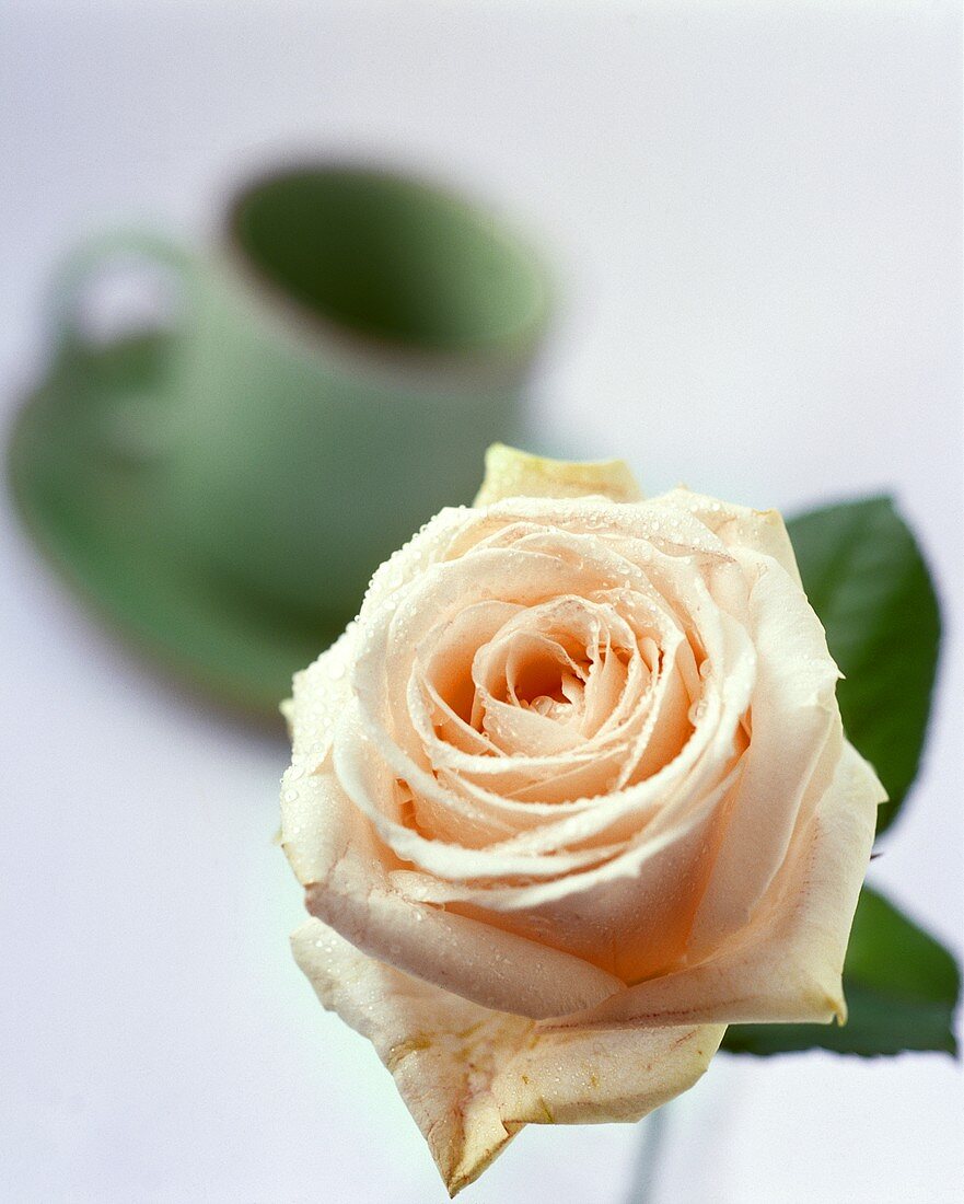 Rose and coffee cup