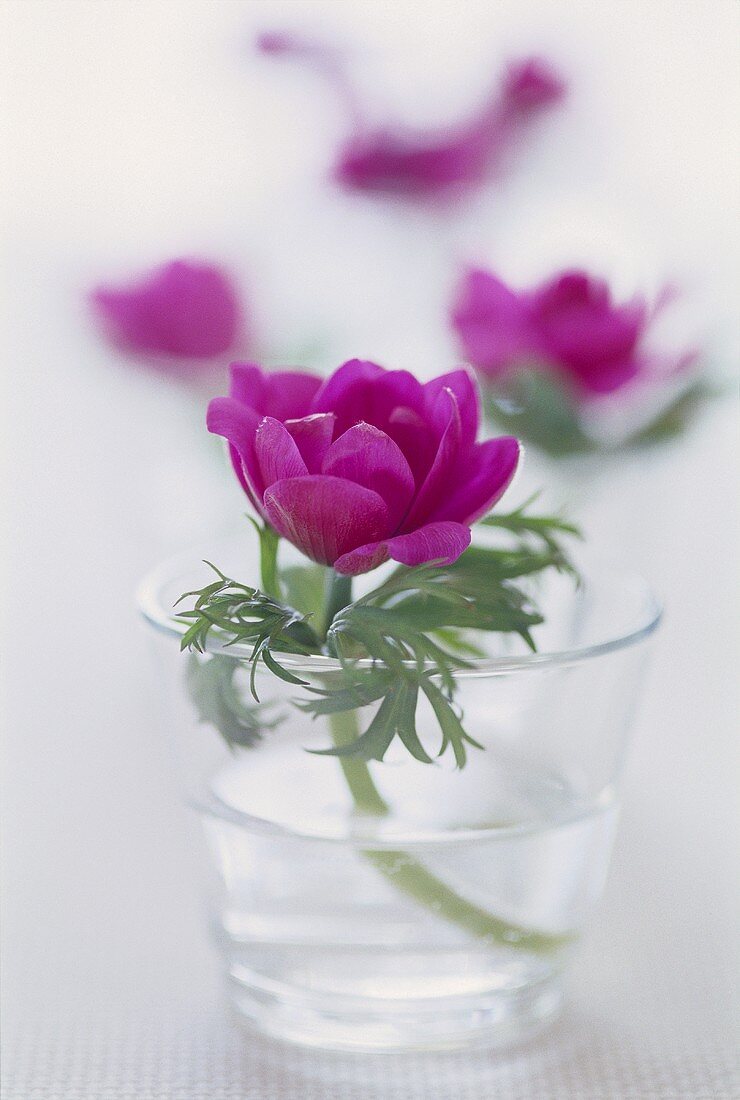 Flower in glass of water