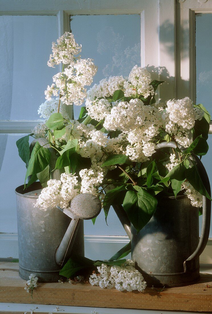 White lilac in watering cans
