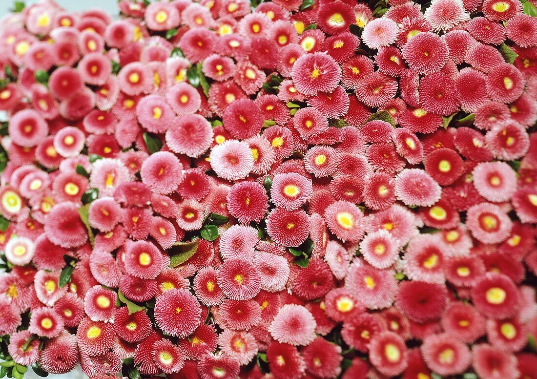 Pink Bellis (filling the picture)