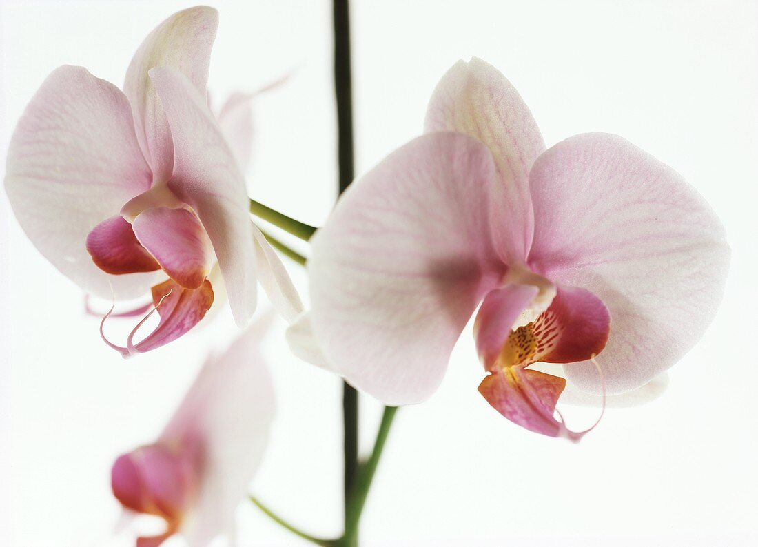Pink and white orchid (Phalaenopsis)