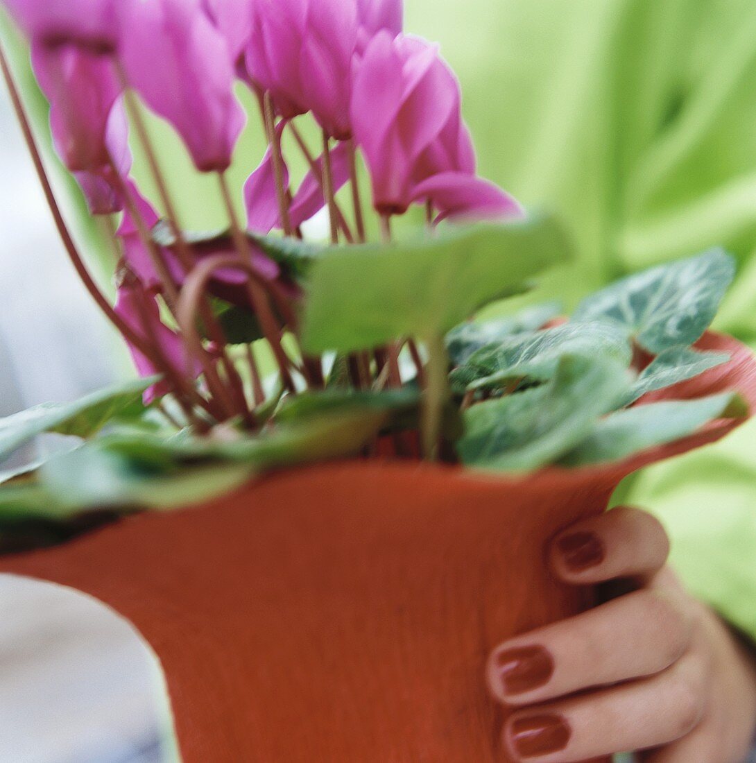 Hand holding cyclamen in pot