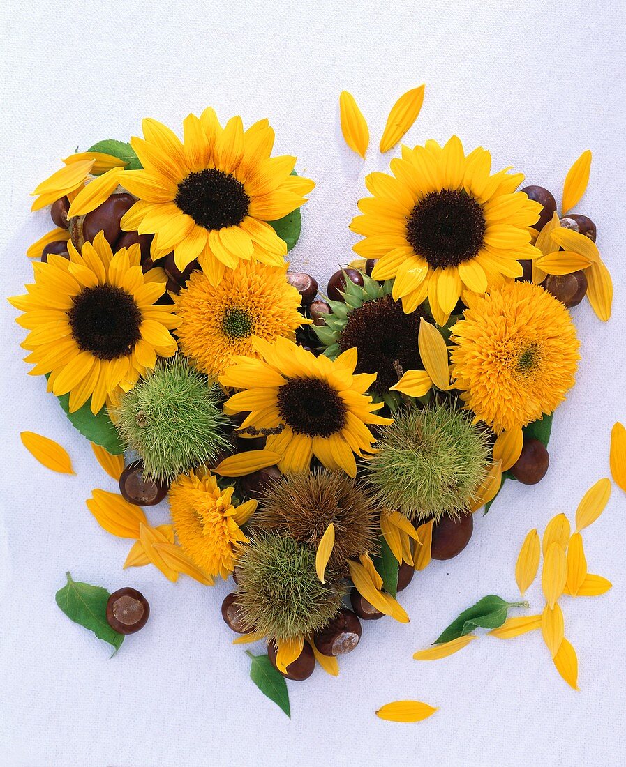 Herz aus Sonnenblumen und Kastanien – Bild kaufen – 263507 living4media