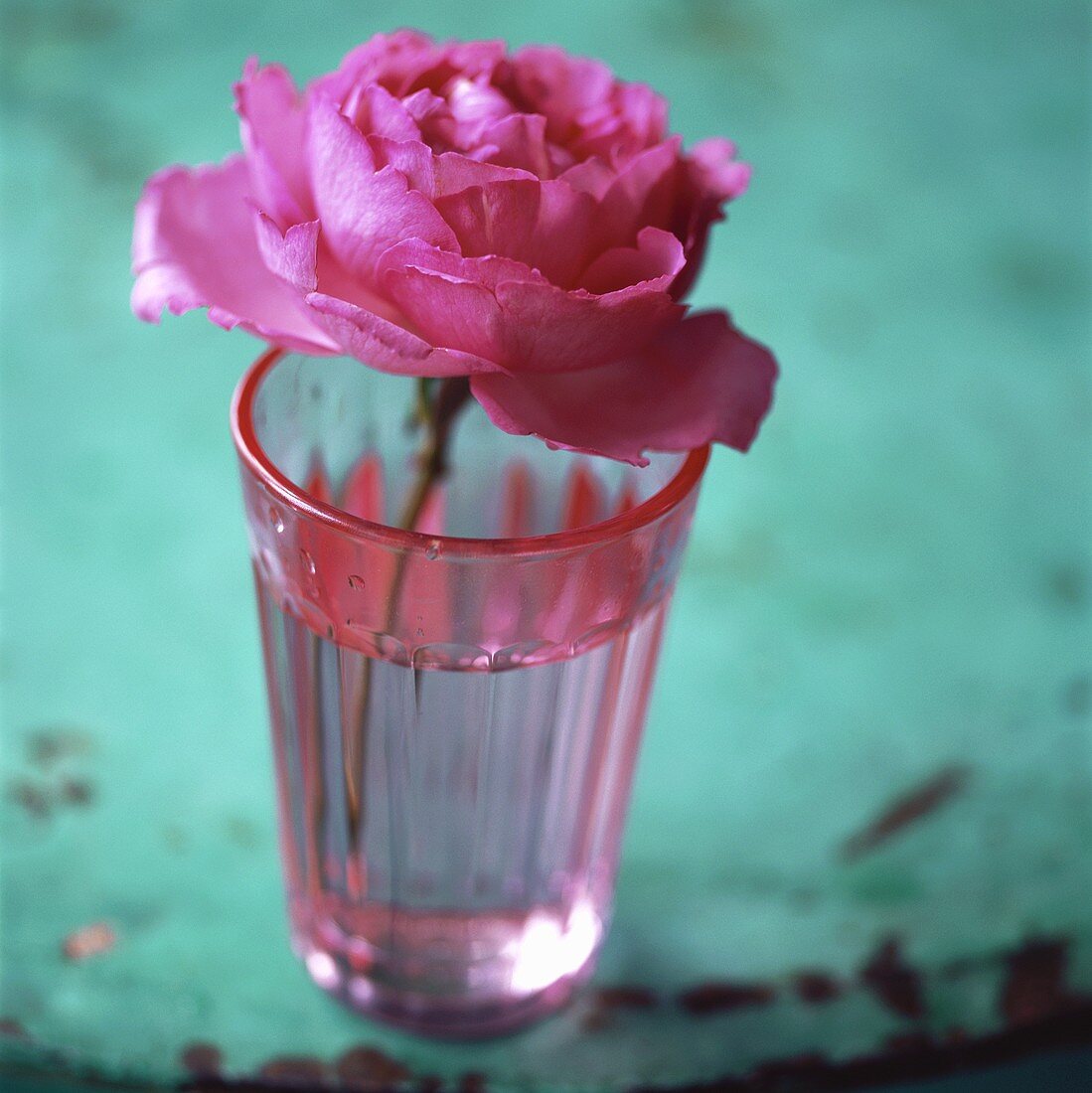 Pink rose in a pink glass
