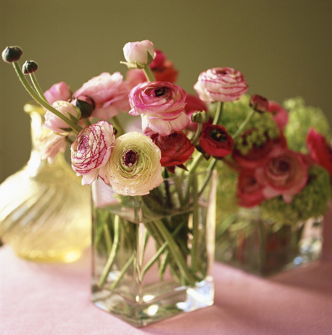 Ranunculuses in a glass vase