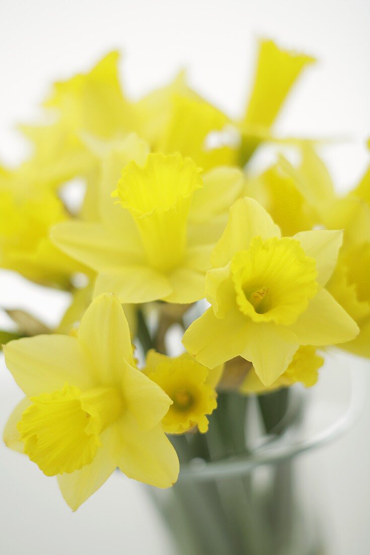 Daffodils in a glass of water