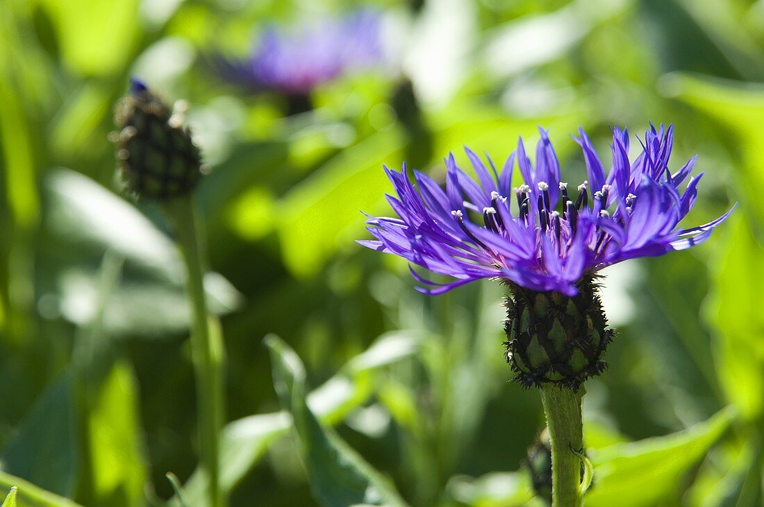 Kornblumen im Freien