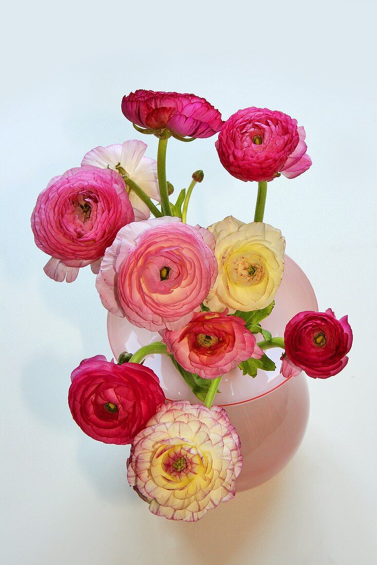 Ranunculus in pink vase