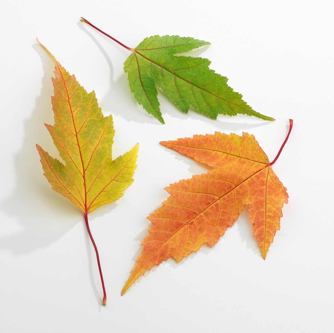 Three individual autumn leaves