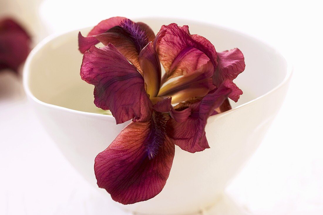 Iris in porcelain bowl