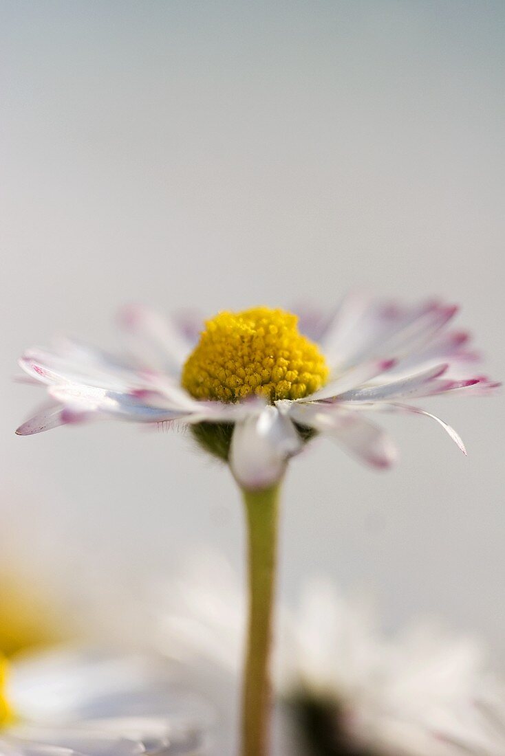 Gänseblümchen (Close Up)