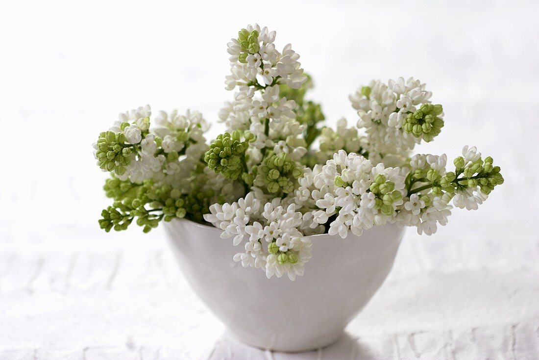 White lilac in small porcelain bowl