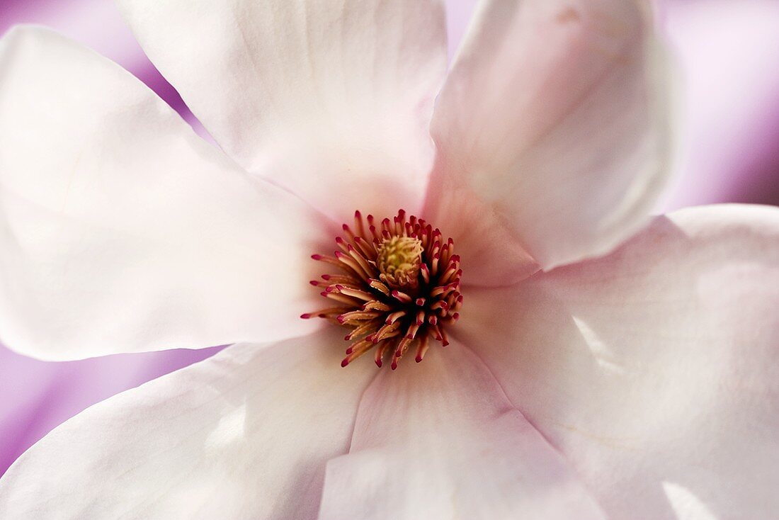 White magnolia (close-up)