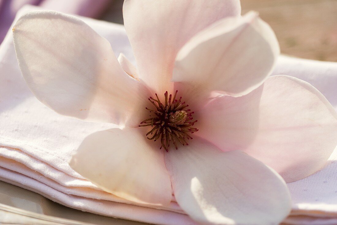 Magnolia on fabric napkin