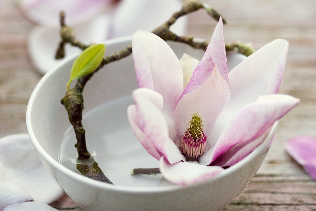 Magnolia branch in white bowl