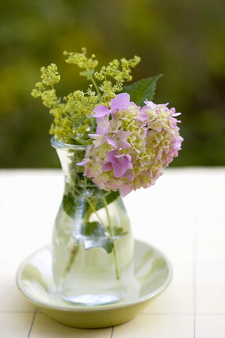 Hydrangea and lady's mantle in glass vase