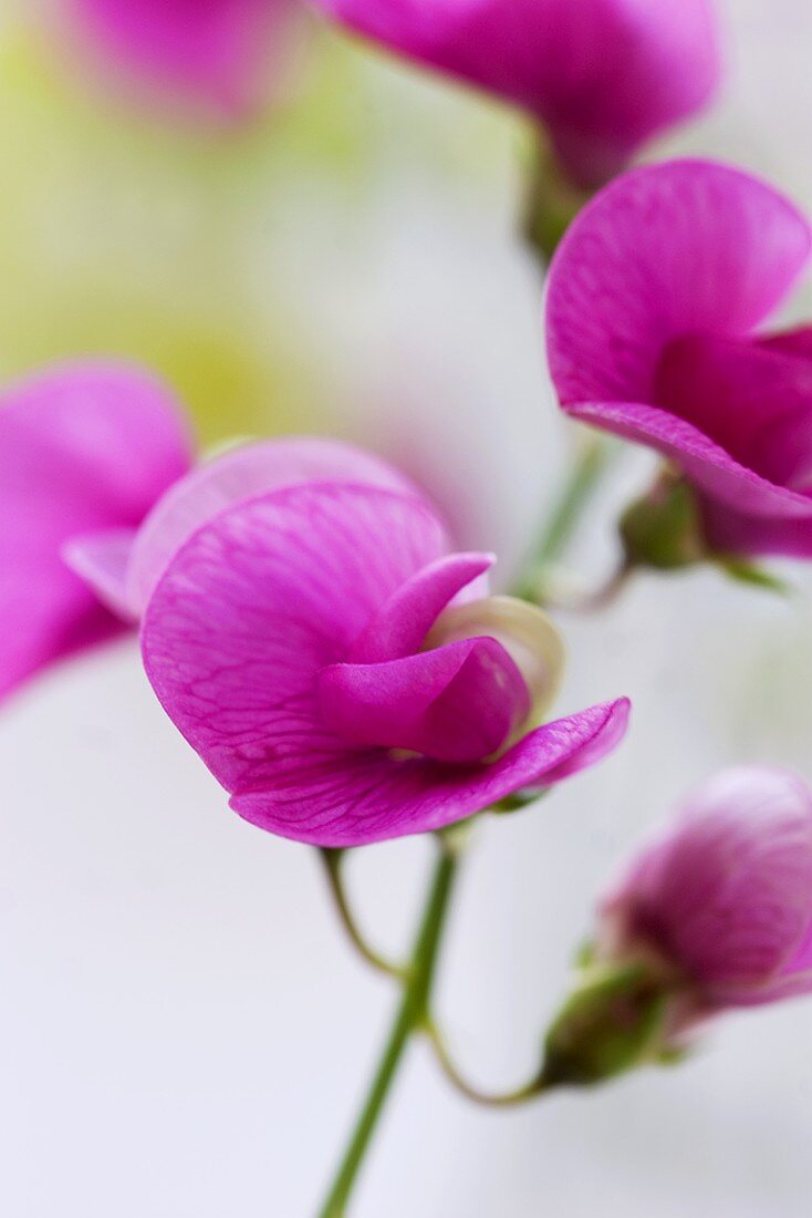 Purple sweet peas