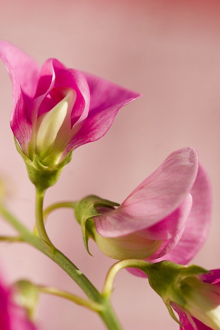 Purple sweet peas