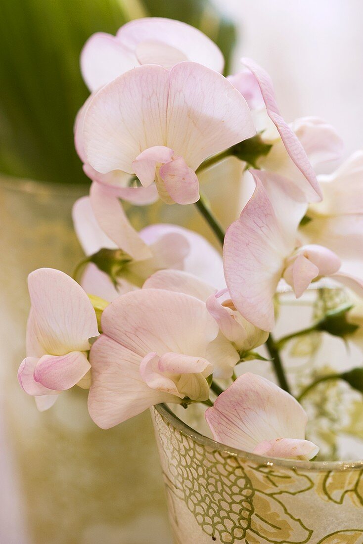 Pale pink sweet peas in vase