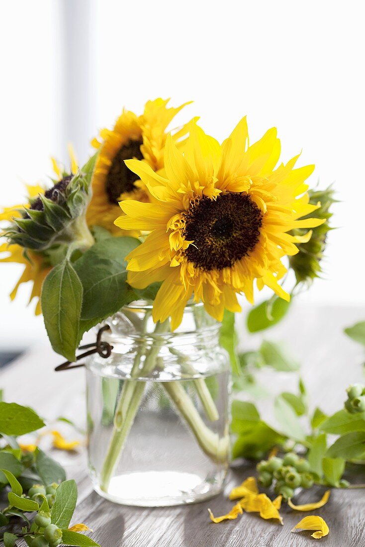 Sunflowers in a jar of water