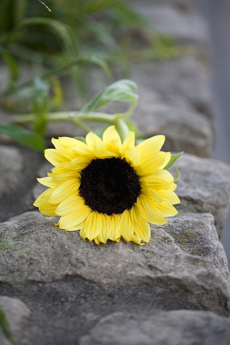 Sonnenblume auf Steinmauer