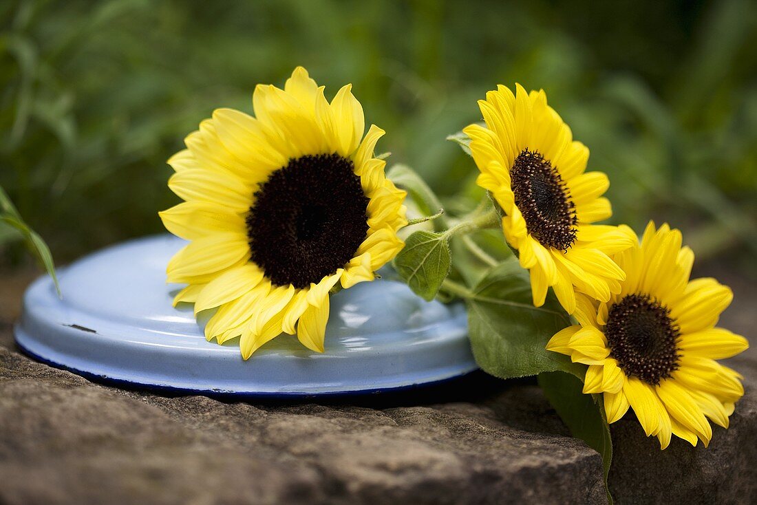 Sonnenblumen auf Topfdeckel aus Email
