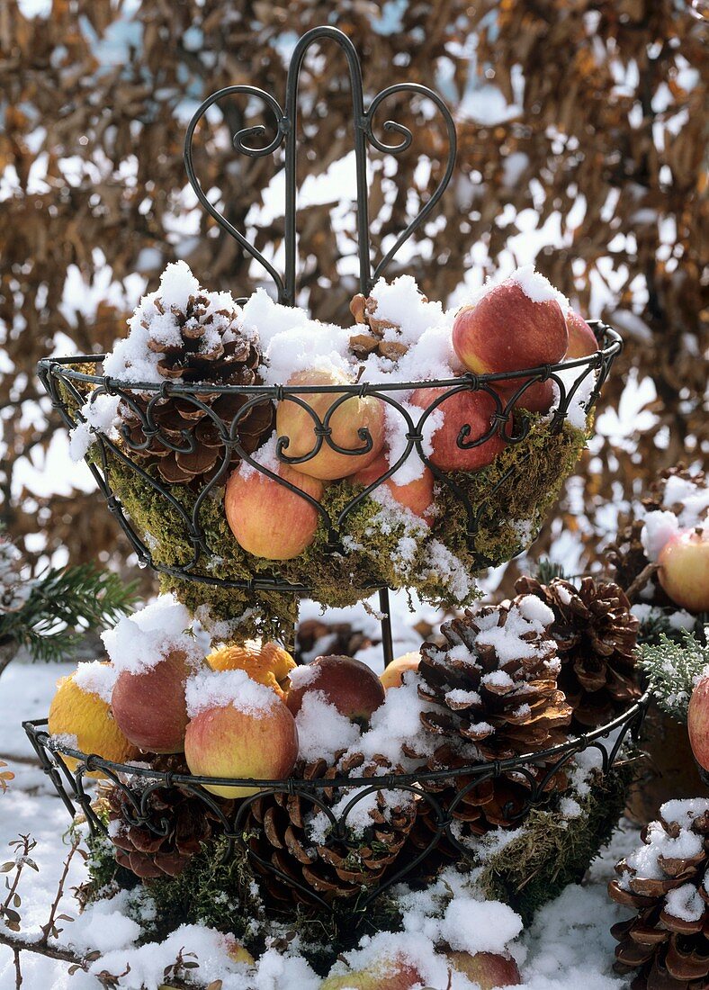 Drahtetagere mit Moos, Äpfeln und Pinienzapfen im Schnee