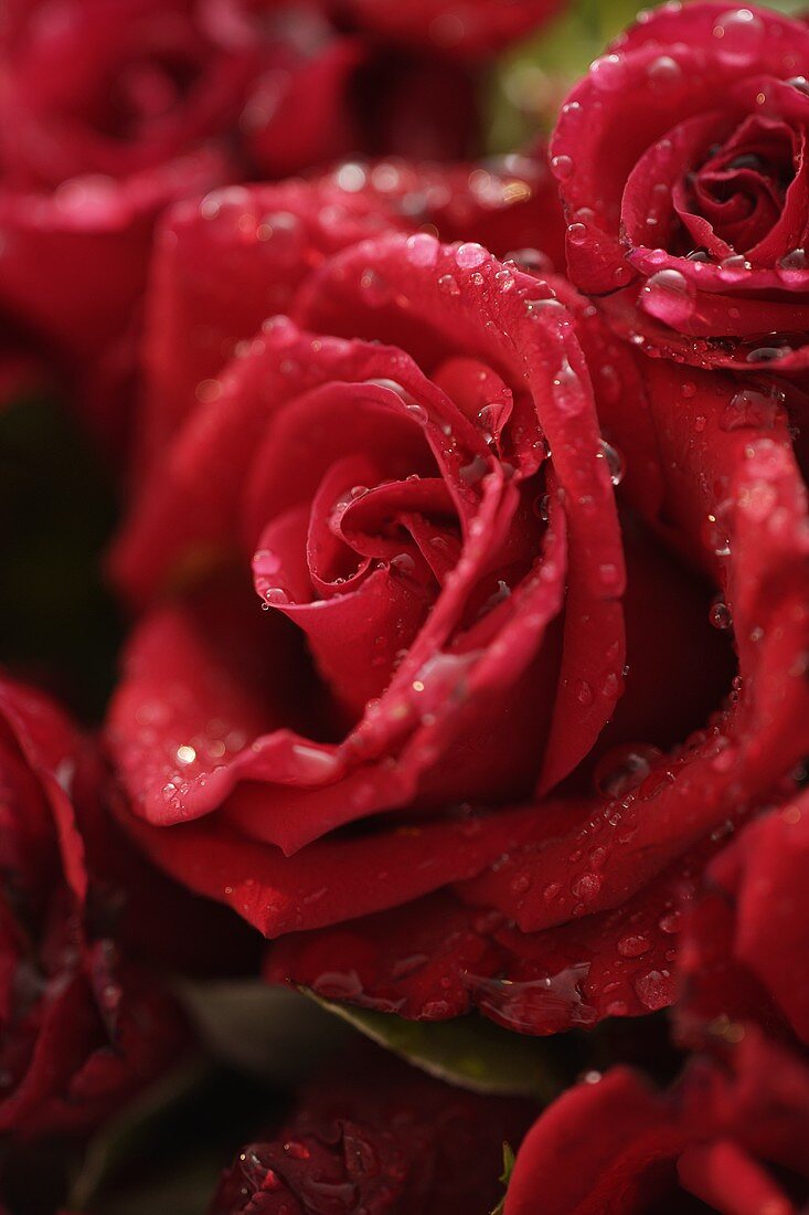 Rote Rosen mit Wassertropfen (Nahaufnahme)
