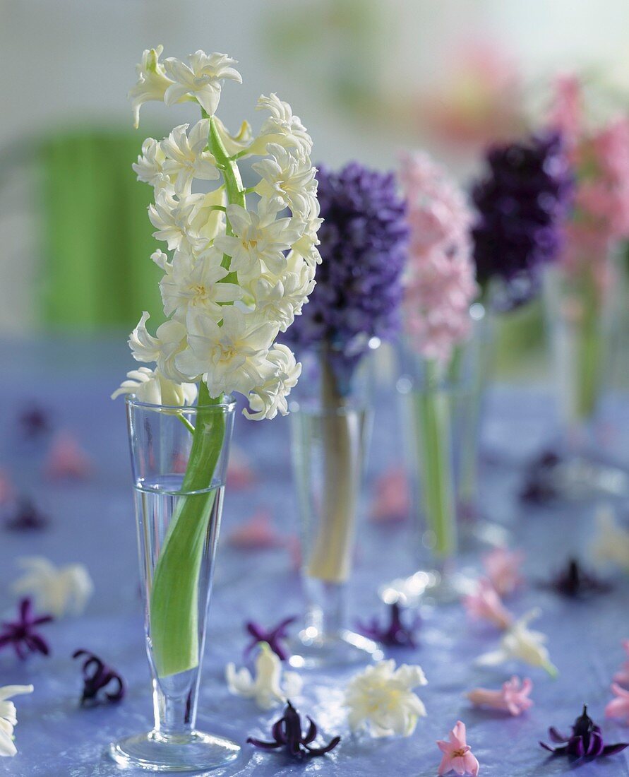 Hyacinths in glasses as table decoration