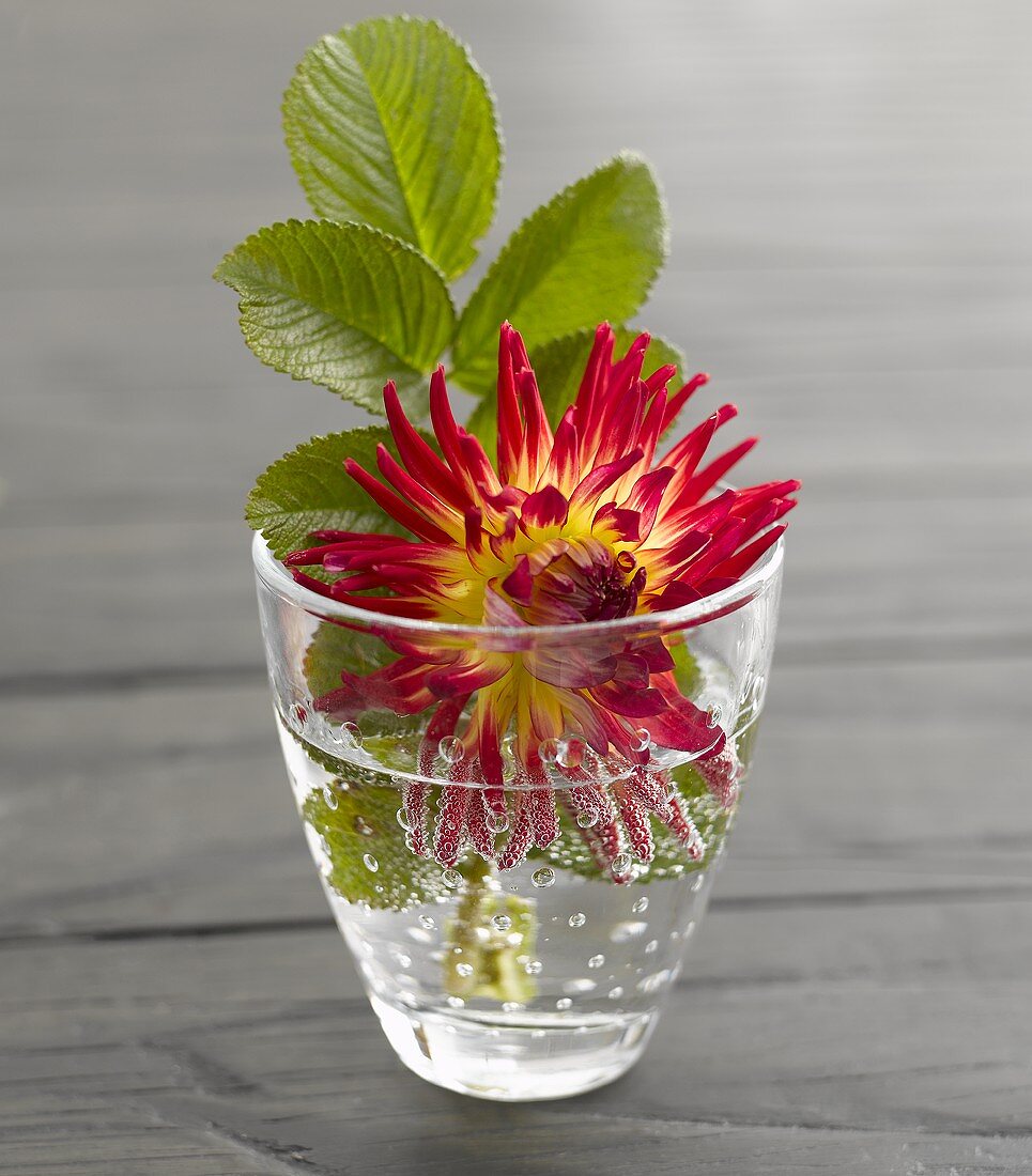 Dahlie und Erdbeerblätter im Wasserglas